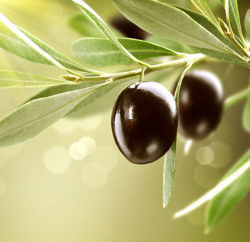 Oliven